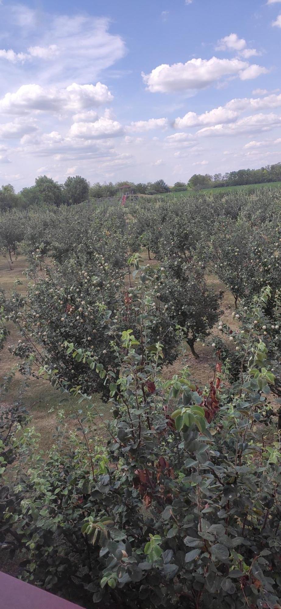 Salas Farma 47-Miris Dunja Cenej Exteriör bild